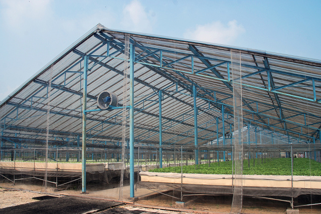 aeroponics greenhouse
